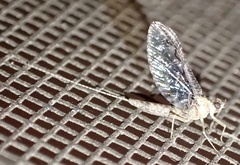 Callibaetis ferrugineus ferrugineus