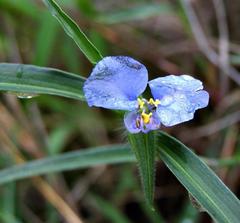 Commelina eckloniana