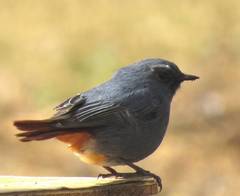 Plumbeous Water-Redstart photo 5