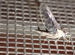 Callibaetis ferrugineus ferrugineus