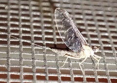 Callibaetis ferrugineus ferrugineus