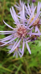 Symphyotrichum campestre