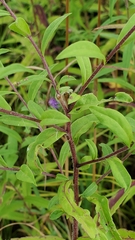 Symphyotrichum campestre