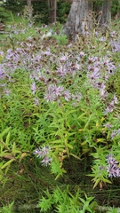 Symphyotrichum campestre