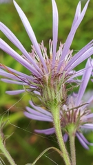 Symphyotrichum campestre