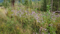 Symphyotrichum campestre