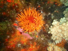 Pseudactinia flagellifera