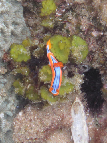 Chromodoris hamiltoni