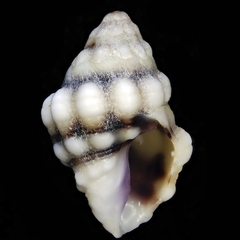 Oppomorus purpureocinctus image