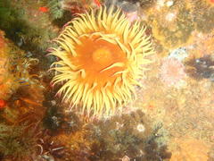 Pseudactinia flagellifera