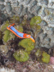 Chromodoris hamiltoni