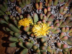 Argyroderma fissum