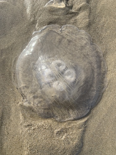 photo of Greater Moon Jelly (Aurelia labiata)