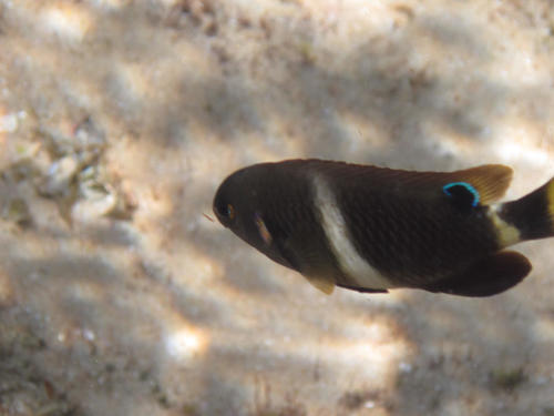 Chrysiptera brownriggii