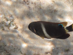 Chrysiptera brownriggii