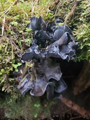 Polyozellus purpureoniger