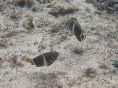 Chrysiptera brownriggii