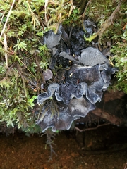 Polyozellus purpureoniger