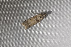 Ancylosis undulatella