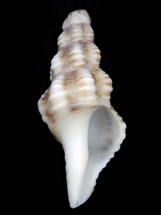 Fasciolariidae