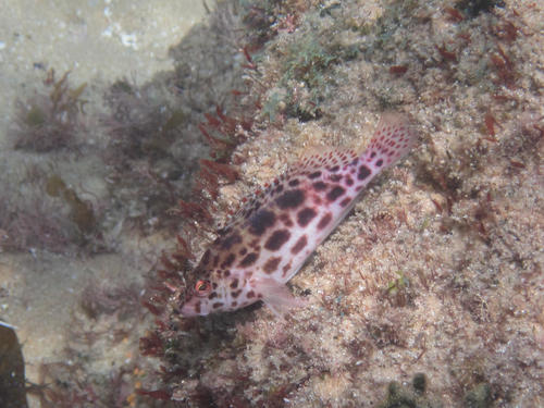 Cirrhitichthys oxycephalus