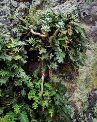 Pachyphytum compactum