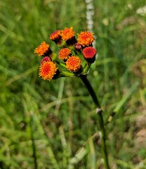 Packera pauciflora