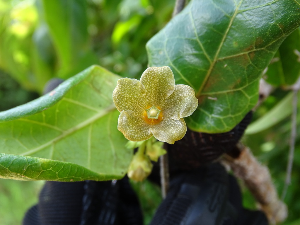 Matelea crassifolia