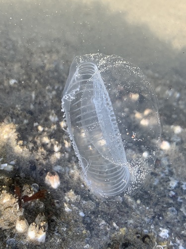 photo of Victoria's Crystal Jelly (Aequorea victoria)