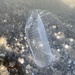 photo of Victoria's Crystal Jelly (Aequorea victoria)