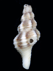 Fasciolariidae