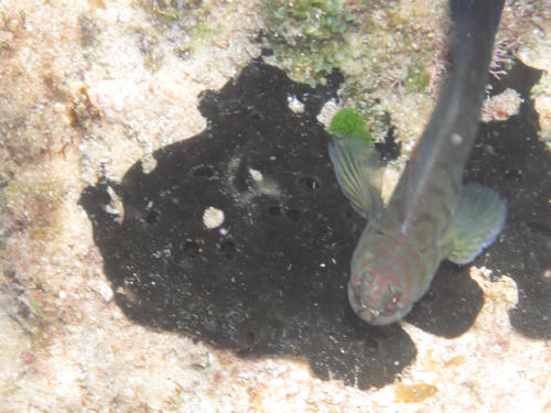 Cirripectes castaneus