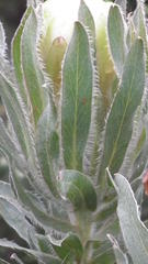 Protea coronata
