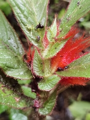 Columnea purpurata
