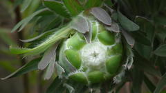 Protea coronata