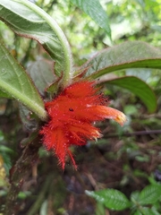 Columnea purpurata