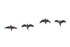 Amazona viridigenalis