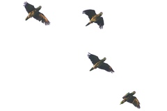 Amazona viridigenalis