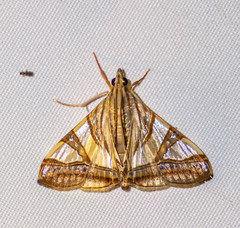 Agrioglypta zelimalis