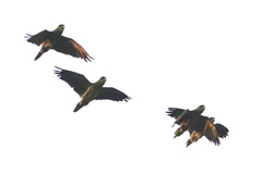 Amazona viridigenalis