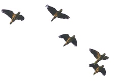 Amazona viridigenalis