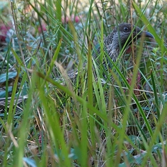 Anthochaera chrysoptera chrysoptera