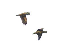 Amazona viridigenalis