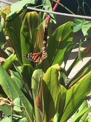 Danaus plexippus