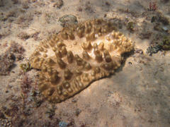 Cladiella