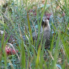Anthochaera chrysoptera chrysoptera