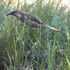 Anthochaera chrysoptera chrysoptera