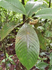 Palicourea pilosa