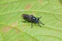 Laphria franciscana