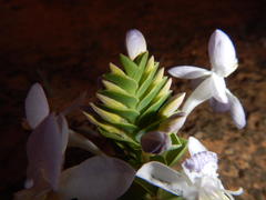 Lapeirousia pyramidalis pyramidalis